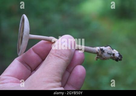 Main mâle tenant un champignon hallucinogène toxique gros plan. Banque D'Images