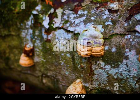 Gros plan macro de mousse de champignons et de moisissure poussant sur une bûche en décomposition Banque D'Images
