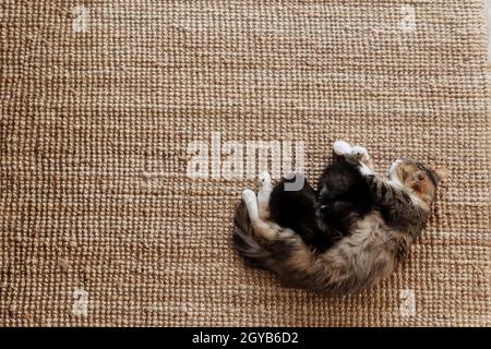 Mère tricolore chat femelle posé sur le sol avec des chatons et les allaitant. Maman chat avec petits chats de bébé. Concept de transport d'animaux Banque D'Images