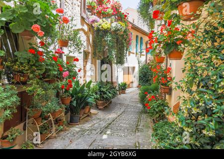 Spello, Italie - Circa juin 2021 : fleurs dans la rue antique. Spello est situé dans la région de l'Ombrie, en Italie. Banque D'Images