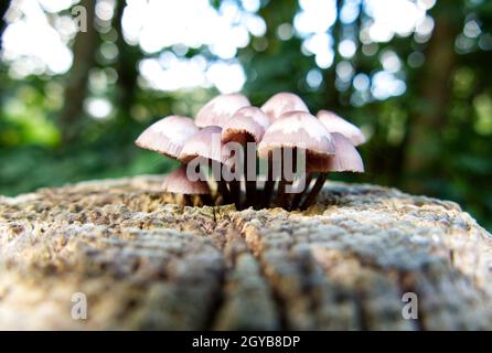 Tabourets de crapaud sauvages, probablement le Bonnet de Burgundydrop (Mycena haematopus), également connu sous le nom de casque de fée de saignement ou de Mycena de saignement, croissant sur un poteau en bois Banque D'Images