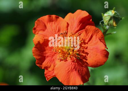 Les venins chiliens orange, variété Geum chiloense Nordek, fleurissent en gros plan avec un bourgeon adjacent et un fond de feuilles floues. Banque D'Images