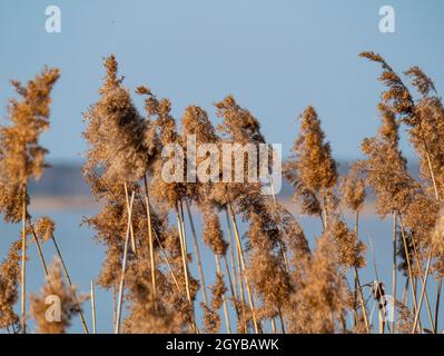 Canne à roseau au-dessus de la surface de l'eau. Fond naturel. Un endroit pour la pêche ou la chasse. Dnepr River. Image d'arrière-plan. Placer pour le texte. Paysage Banque D'Images