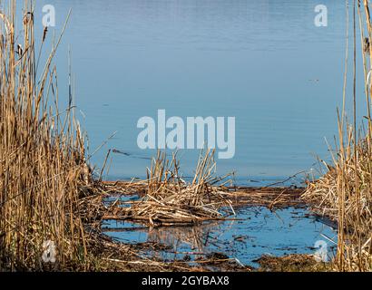 Canne à roseau au-dessus de la surface de l'eau. Fond naturel. Un endroit pour la pêche ou la chasse. Dnepr River. Image d'arrière-plan. Placer pour le texte. Paysage Banque D'Images