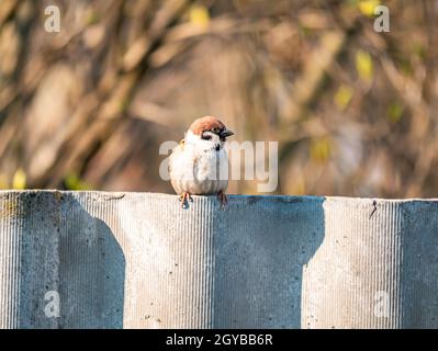 Un oiseau Bruant se trouve sur une clôture en ardoise. Le monde animal. Nature. Placer pour le texte. Image d'arrière-plan. Banque D'Images