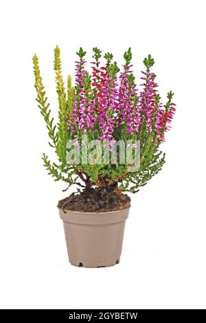 Plante de bruyère de Calluna vulgaris multicolore en pot de fleur sur fond blanc Banque D'Images