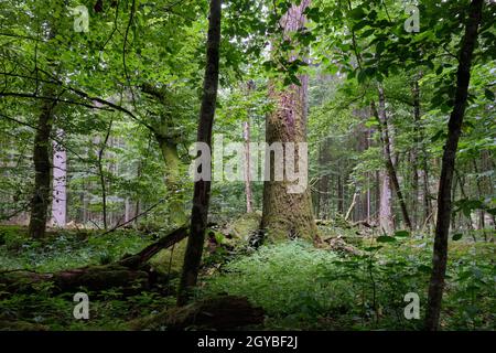 En été forêt à feuilles caduques avec vieux chêne monumental en arrière-plan, forêt de Bialowieza, Pologne, Europe Banque D'Images