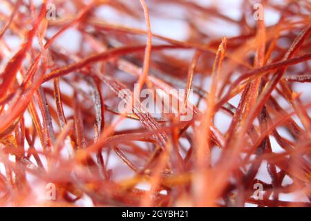 Vue macro du safran avec mise au point sélective. Crocus sativus, communément appelé « crocus de l'affron » Banque D'Images