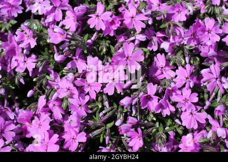 De jolies fleurs de Verbeba violet dans un petit jardin.Pétales de verveine violet et feuilles vertes. Banque D'Images