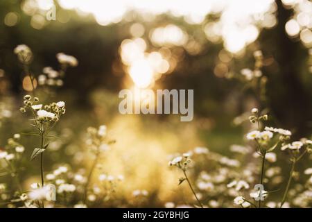 Fleurs de camomille ou de camomille floues au coucher du soleil jaune. Photo de haute qualité Banque D'Images