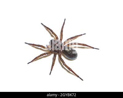 Araignée Tegenaria domestica devant un fond blanc.Araignée domestique.Insecte prédateur.Toile d'araignée Tegenaria domestica.Les animaux sont des bêtes.Chasseur.T Banque D'Images