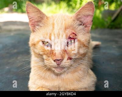 Chat Rouge Avec Un Oeil Endommage Dans Un Combat Photo Stock Alamy