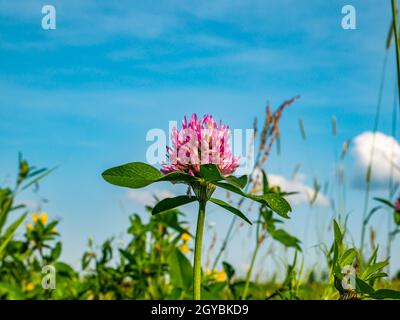 Fleur de trèfle rose sur fond de ciel bleu. Une journée d'été ensoleillée. Champ de fermier. Agriculture. Alimentation du bétail. Plantes pétale. Feuille d'une plante. Banque D'Images