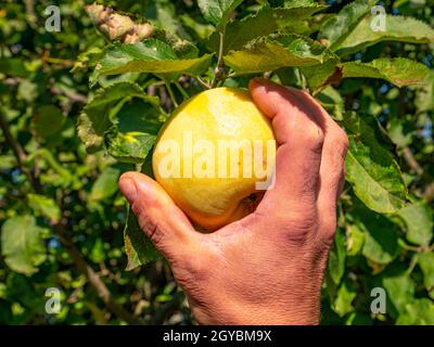 Pommes à la main sur une branche d'arbre. Main de l'homme. Pommes de récolte. Feuillage vert. Verger. Agriculture. Photo publicitaire d'une vitrine de fruits. Placer Banque D'Images