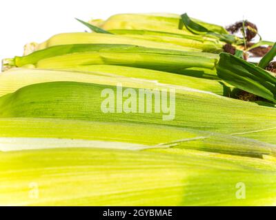 La récolte de maïs repose sur un fond blanc. Photo de nourriture. Agriculture. Récolte du maïs. Photo publicitaire d'une vitrine d'un magasin de légumes. PLA Banque D'Images