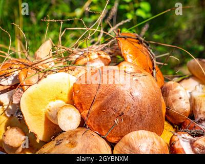 Forêt récoltée champignons comestibles huileux.Nourriture forestière.Saison de cueillette huileuse des champignons de la forêt.Arrière-plan naturel.Image d'arrière-plan. Banque D'Images