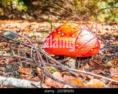 Les champignons toxiques rouge volent agarique dans les conditions naturelles de la forêt.Dangereux toxique mouche rouge agarique.La saison de cueillette des plis dans la forêt de pins.Aiguille de pin Banque D'Images