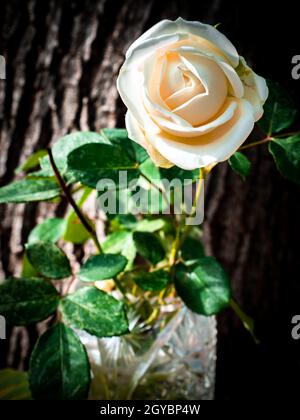 Fleur de rose blanche dans un vase sur fond de bois. Bouquet de roses blanches. Bouquet de fleurs de mariage. Saint Valentin. Fête des mères. Anniversaire. Célèbre Banque D'Images