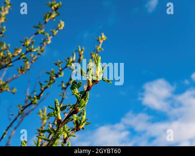 Pousses de printemps vertes de l'arbre de Plunus pavus contre le ciel bleu. Pousses de feuilles. Plunus pavus. Feuillage de printemps. Ciel bleu. Lumière du soleil. N de ressort Banque D'Images