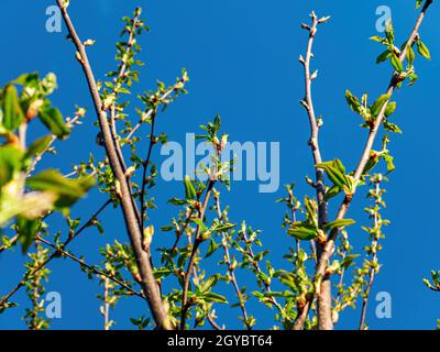 Pousses de printemps vertes de l'arbre de Plunus pavus contre le ciel bleu. Pousses de feuilles. Plunus pavus. Feuillage de printemps. Ciel bleu. Lumière du soleil. N de ressort Banque D'Images