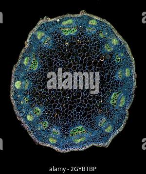 Structure typique de la tige de la plante de Dicotyledon, section colorée TS. Banque D'Images