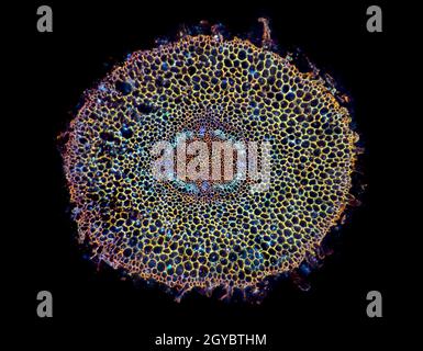 Section de racine de plante typique, TS, section colorée Banque D'Images