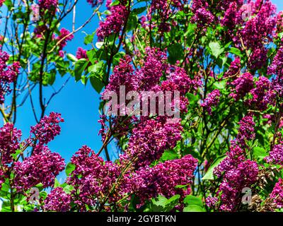 Fleurs de Bourgogne de lilas à fleurs printanières.Lilas en fleurs.Fleurs de lilas.Branches d'un arbre.Feuillage vert.Ciel bleu.Saison de printemps.Naturel b Banque D'Images