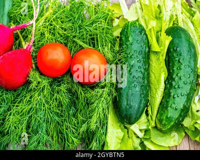 Concombres avec tomates et radis sur des légumes verts à salade. Concombre vert. Tomate rouge. Radis rouge. Salade de légumes. Oignons et persil. Aneth et Banque D'Images