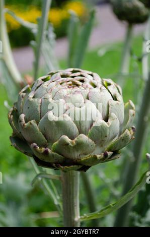 Artichaut vert sauvage dans un parc de jardin en été.Vue avant Banque D'Images