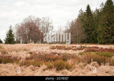 Les Hautes Fagnes, Hoge Venen, Belgique, Van Signal Botrange Banque D'Images