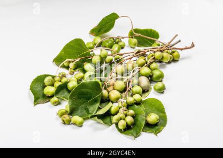 Actinidia arguta mûr ou kiwi isolé sur fond blanc.Branches de fruits frais avec feuilles vertes, maquette, modèle Banque D'Images