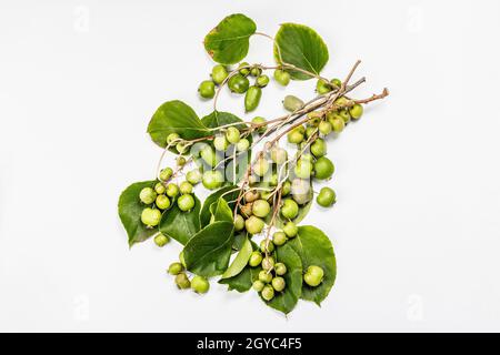 Actinidia arguta mûr ou kiwi isolé sur fond blanc.Branches de fruits frais avec feuilles vertes, maquette, modèle Banque D'Images