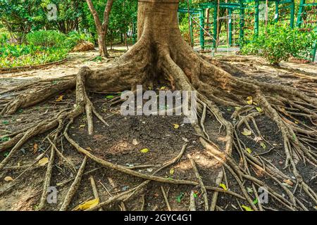 Les racines de grands arbres sur un fond de nature. Banque D'Images