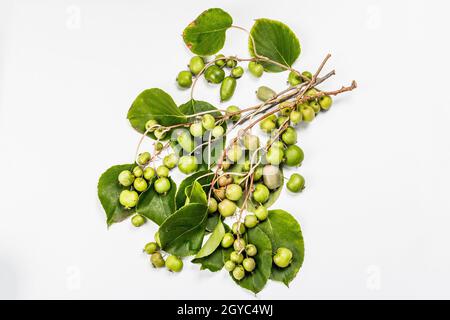 Actinidia arguta mûr ou kiwi isolé sur fond blanc.Branches de fruits frais avec feuilles vertes, maquette, modèle Banque D'Images