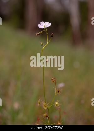 Le sodo floral, une plante indigène carnivore d'Australie (Drosera peltata subsp. Auriculata) Banque D'Images