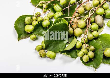 Actinidia arguta mûr ou kiwi isolé sur fond blanc.Branches de fruits frais avec feuilles vertes, maquette, modèle Banque D'Images