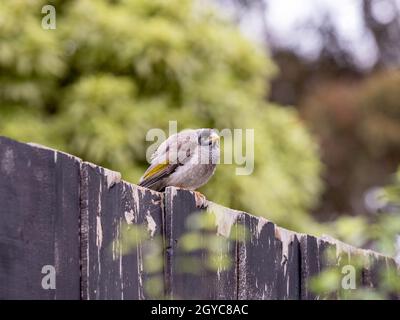 Jeune oiseau mineur bruyant assis sur une clôture en bois, Victoria, Australie Banque D'Images