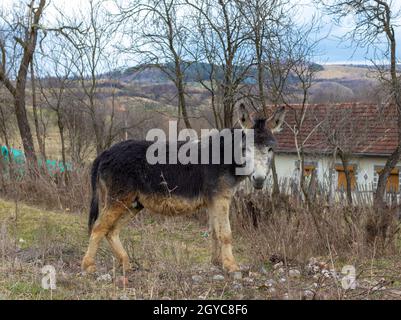 Âne en face de la maison de campagne, en regardant directement la caméra, avec des collines et des montagnes derrière Banque D'Images