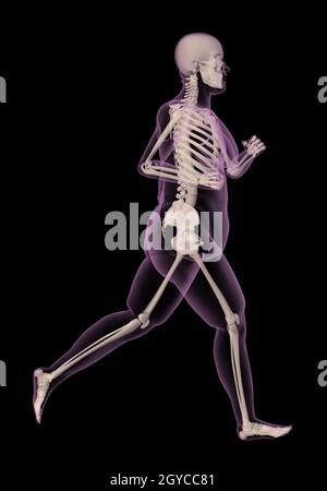 3D render of an overweight female medical skeletong exécutant Banque D'Images