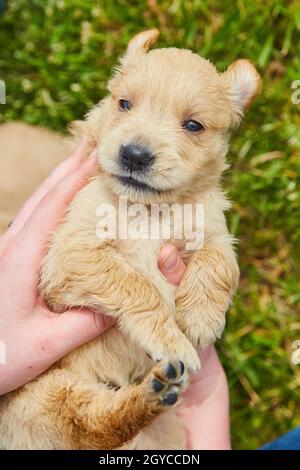 Tenir le petit chiot Golden Retriever entre les mains en regardant vers le bas Banque D'Images