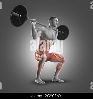 3D render of a figure masculine dans un squat barbell soulignant les muscles utilisés Banque D'Images