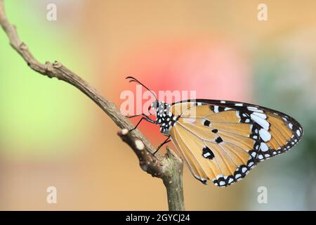 Tigre commun (monarque indien, tigre d'orange) papillon reposant sur la branche de l'arbre Banque D'Images