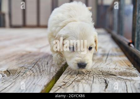 Curieux Golden Retriever sniffing bois planches Banque D'Images