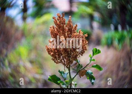Fruits secs de Rumex lunaria, une espèce de plante à fleurs de la famille des Polygonaceae, originaire des îles Canaries.Mise au point au centre, tourbillons Banque D'Images