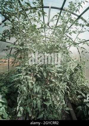 Les tomates et les poivrons sont cultivés dans une petite serre avec un cadre métallique recouvert de polycarbonate. Banque D'Images