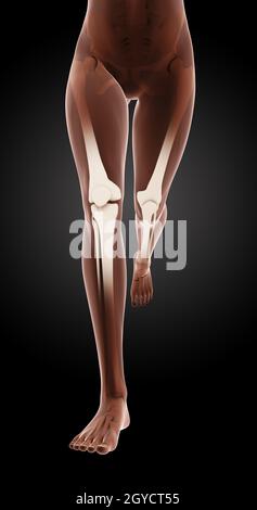 3D render of female medical skeleton jambes en marche Banque D'Images