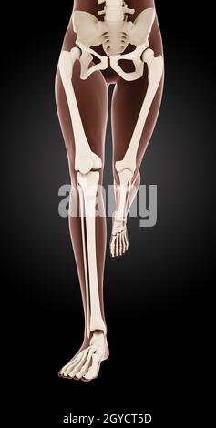 3D render of female medical skeleton jambes en marche Banque D'Images