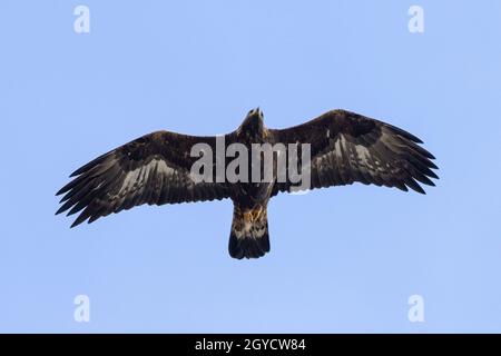 Silhouette d'un aigle doré adulte (Aquila chrysaetos) survolant Banque D'Images