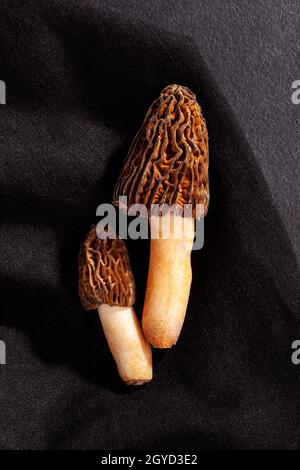 Verpa bohemica - champignons crus comestibles et savoureux sur fond noir. Banque D'Images