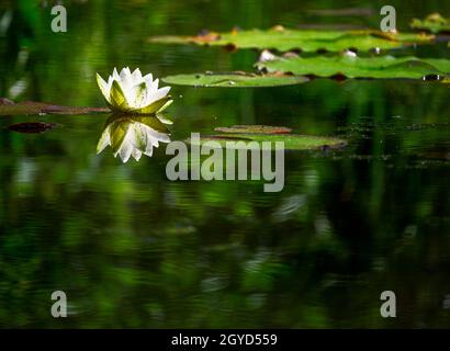 Closeup of a white water lilly s'épanouir dans un étang Banque D'Images